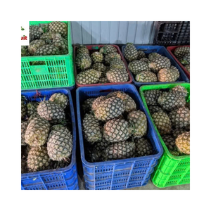 Frozen Pineapple for Smoothies and Beverages from Vietnam Factory Available with Stable Wholesale and Cheap Price Supply - Product Image 5