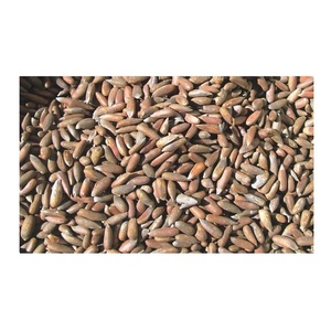 Pignons de pin biologiques en vente, prix bas, haute qualité, blanchis, approvisionnement en vrac, transformation alimentaire, pâtisserie, collations, exportation, vente en gros dans le monde entier - Product Image 5