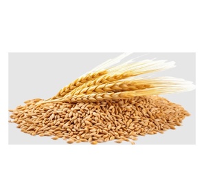 Grains de blé à vendre, frais, purs, de qualité supérieure, disponibles pour les commandes en gros, la vente en gros et l'exportation mondiale - Product Image 2