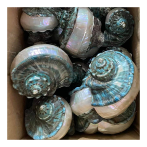 เปลือกเทอร์โบสีเขียวแบบเกลียวพรีเมี่ยมเหมาะสำหรับการตกแต่งภายในในรูปแบบทะเล - Product Image 1