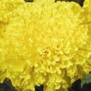 Fleur Jaune Max 2 - Qualité Premium avec des Caractéristiques Haut de Gamme - Product Image 2