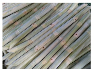 Bâtons de canne à sucre congelés de haute qualité pour le jus de canne à sucre avec le prix bon marché de 99GD Viet Nam pour l'exportation - Product Image 2