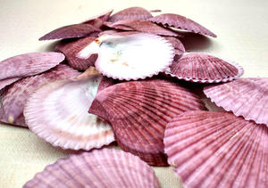 CONCHA DE VIEJA PREMIUM AL POR MAYOR SUMINISTRO A GRANEL OFERTA TOP VENTAS CONCHA DE MAR NATURAL PARA DECORACIÓN Y PRODUCTO DE EXPORTACIÓN ARTESANAL - Product Image 2