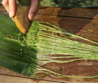 Serat daun Pandan alami | Bahan tanaman ramah lingkungan untuk kerajinan, tekstil, tali & produk ekspor berkelanjutan