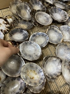 Material decorativo de conchas de Lapa pulida para joyería o diseño de arte artesanía natural a granel - Product Image 3