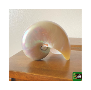 Buena calidad Venta caliente Nautilus Sea Shells con/sin pulido Natural Abalone Sea Shell para la decoración del hogar - Product Image 2