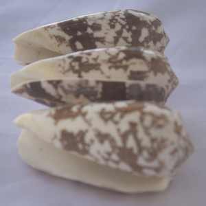 Conidae Conus Striatus Shell SEASHELL JEWELRY Motivo natural pulido - Product Image 4