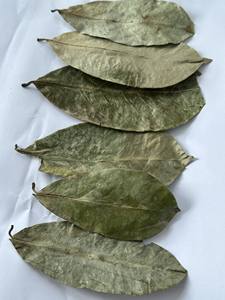 Hojas de Guanábana de calidad exportada, cultivadas orgánicamente, secadas cuidadosamente, la mejor tarifa del proveedor de Vietnam - Product Image 5