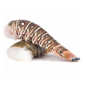 Langostas Caribeñas Congeladas Premium para Distribuidores Mayoristas y Minoristas de Mariscos, Mariscos Frescos para el Mercado Global - Product Image 1