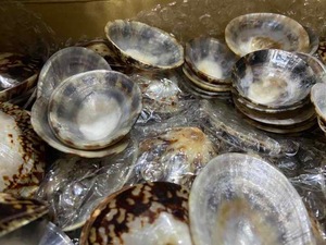 Coquille de patelle pour les projets d'artisanat artistique, y compris la conception de mur de bijoux de coquille ou la décoration aquatique emballée et expédiée dans le monde entier - Product Image 3