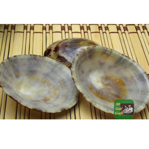 COQUILLES DE LIMPETTE DU VIETNAM CUISINÉES À LA MAIN POUR LA FABRICATION DE BIJOUX PROJETS D'ART DE BRICOLAGE ET DÉCORATION DE MAISON CÔTIÈRE NATURELLE - Product Image 6