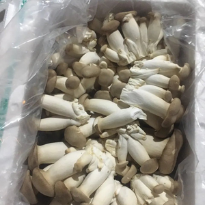 KING OYSTER CHAMPIGNON ÉLEVÉ AU VIETNAM | PREMIUM DE QUALITÉ ALIMENTAIRE | LONGUE DURÉE DE CONSERVATION EXPORTATION - Product Image 3