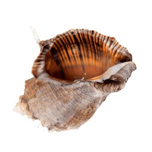 เปลือกหอยราปานาแห้งสะอาดเปลือกหอยธรรมชาติสำหรับงานประดิษฐ์งานฝีมือและของที่ระลึก - Product Image 1