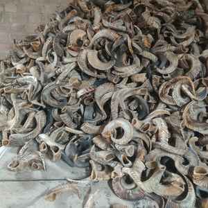 Cuerno de oveja orgánico para masticar perros disponible en tamaños pequeños y grandes para masticadores agresivos, hecho de cuerno de carnero - Product Image 4