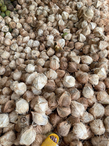 NOUVEAU NOUVEAU NOUVEAU Demi-noix de coco séchées entières, naturelles, biologiques, saveur sucrée, origine Ben Tre, en vrac, BLUE LOTUS Vietnam - Product Image 2
