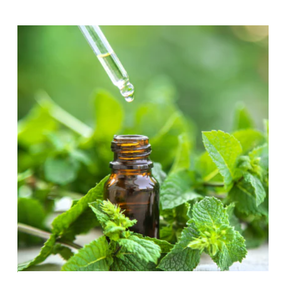 Huile de menthe à vendre Huile de menthe abordable et bon marché parfaite pour les soins de la peau Commandes en gros Offres d'achat en vrac disponibles maintenant dans le monde entier - Product Image 6