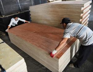 Contreplaqué Bintangor E2 Garantie 1 an pour une valeur exceptionnelle certifiée pour la construction moderne et l'intérieur Produit fiable pour les contreplaqués - Product Image 3