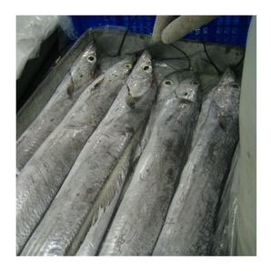 Frozen Ribbon <b>Fish</b> manufacturer supplier frozen ribbon <b>fish</b> supplier from Frozen ribbon <b>fish</b> - Product Image 2