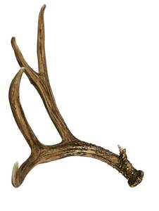 Natural Red Deer Antlers Cabello Tipo para la venta - Product Image 4