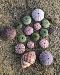 MEJOR PRECIO Blue Lotus 2025 Premium Urchin Seashell Natural Ocean Decor para exhibición de Acuario y regalo - Product Image 6