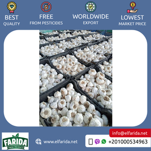 Ajo blanco seco y fresco de alta calidad, origen Premium, verduras de gran venta en Egipto, precio de mercado competitivo, compradores mayoristas - Product Image 5
