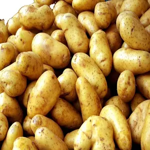 Frische Bio-Russet-Kartoffel Premium-Früchte und Gemüse produzieren Neue frische Süßkartoffel kulturen Großhandels preis Bulk