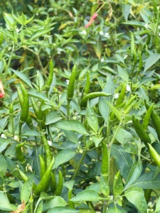 Chile ojo de pájaro fresco de calidad superior de pimiento rojo picante de Vietnam para exportación y venta al por menor - Product Image 6