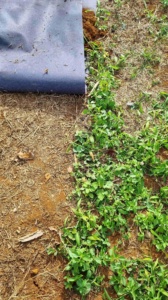 Heavy Duty 7 Gallon Thickened Nonwoven Garden Fabric Plant Felt Mushroom <b>Potato</b> <b>Grow</b> <b>Bags</b> Pots With Strap Handles for Planters - Product Image 3