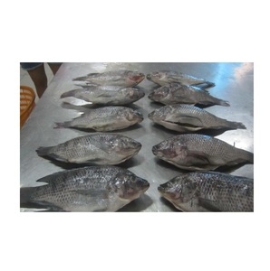 Tilapia noire congelée de qualité supérieure - Fournisseur en gros de tilapia noire - Product Image 4