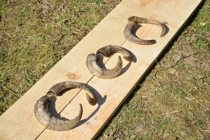 Paire de cornes de bélier naturelles fabriquées à la main avec finition polie pour la décoration et l'affichage traditionnels de la maison à un prix abordable - Product Image 5