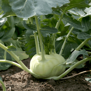 KOHLRABI SECO A PRECIO BARATO/NABO ALEMÁN/TRURNIP DE REPOLLO - Product Image 6