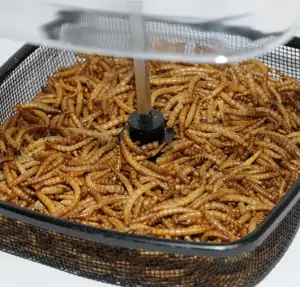 The best quality dried mealworms for pet food packing any kind of packages from Vietnam ANGLE