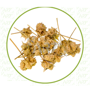 Graines de Gokhru propres et séchées idéales pour faire des décoctions et des infusions pour soutenir le bien-être et la santé reproductifs masculins - Product Image 4