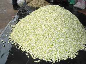 Natural madurai malli Jasmine <b>Flowers</b> Fresh Whole Buds for Tea Oil Extraction Aromatherapy Bulk Export Supplier - Product Image 2