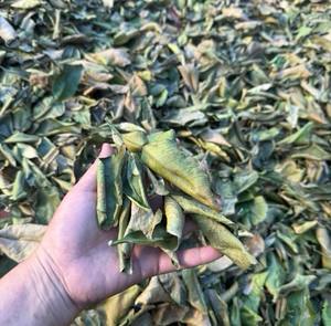 ใบส้มโอแห้งธรรมชาติ 100% ใบหอมสำหรับทำอาหาร สปา และการบำบัดเพื่อสุขภาพ คุณภาพพรีเมียมสำหรับการส่งออก - Product Image 4