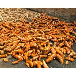 Cumin de curcuma séché en tranches de qualité supérieure et à bas prix du Vietnam pour la cuisine, les cosmétiques et les soins de santé (+ 84983028718) - Product Image 5