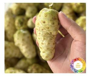 Jugo Noni Excellence de Vietnam Pure Morinda Premium Noni Juice para exportación Hot Deals Jugo Morinda fresco para compradores de hoy - Product Image 5