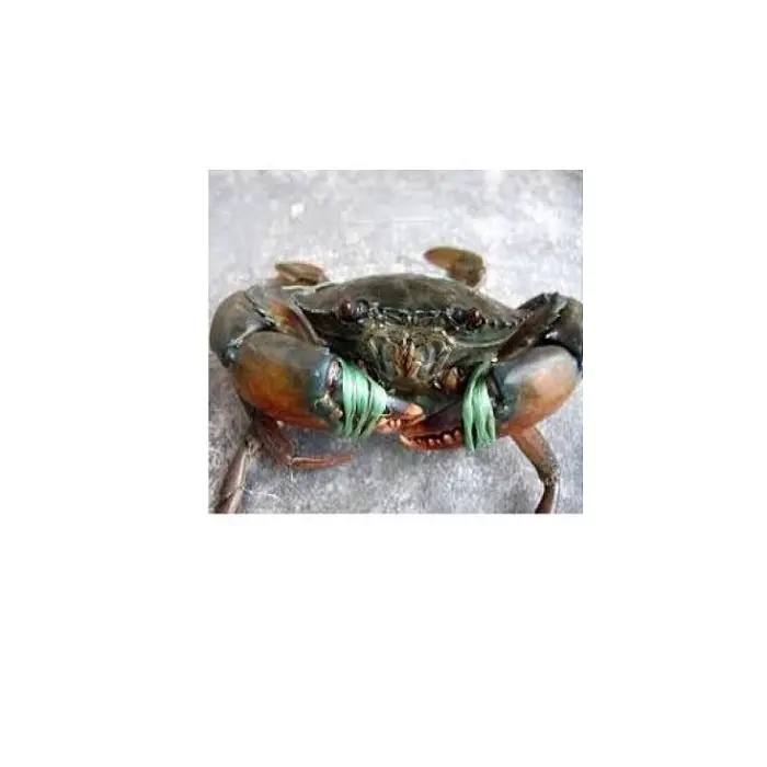 Wholesale Alaskan King Crab / Best Selling Frozen King Crab Legs Wholesale / Buy Canadian Red King
