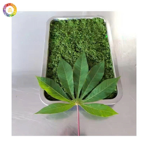 Hojas de yuca congeladas seleccionadas con cuidado y empaquetadas para necesidades de distribución internacional - Product Image 1