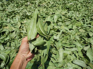 INCIENSO EUCALIPTO ARTESANAL/PARA UNA EXPERIENCIA DE AROMA NATURAL/HECHO EN VIETNAM - Product Image 4