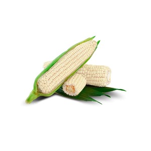 ผลิตภัณฑ์ทางการเกษตร เมล็ดข้าวโพดขาวแห้ง เมล็ดข้าวโพดแห้ง ข้าวโพดขาวแห้ง ราคาแข่งขัน - Product Image 4