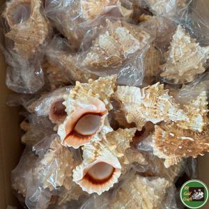 ของตกแต่งเปลือกหอยสั่งทำพิเศษ ใช้วัสดุจากเปลือกหอยทะเล สำหรับผลิตภัณฑ์ตกแต่งจากเวียดนาม - Product Image 5