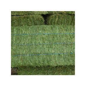 Heno de Alfalfa para Centros Ecuestres, Fardos de Hojas sin Polvo para Caballos de Alto Rendimiento y Cría, Compra al por Mayor - Product Image 3