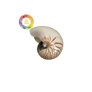Decoración de concha Nautilus de alta calidad hecha a mano en Vietnam para hogares de lujo y colecciones de coleccionistas - Product Image 2
