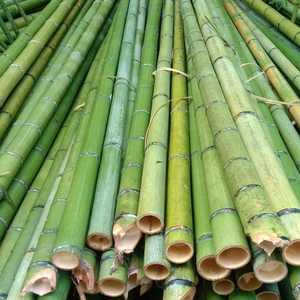Cannes en bambou traitées pour les meubles faits à la main et l'artisanat d'art en bambou - Product Image 1