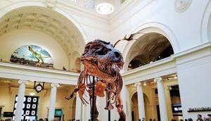 The Basketball <b>shorts</b> chicago custom basketball <b>shorts</b> <b>Men's</b> Vintage Chicago Basketball <b>Shorts</b> - Product Image 5