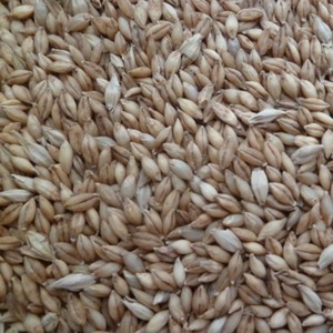 Semillas de Cebada al por Mayor - Grado Alimenticio, 2 Años de Vida Útil, Almacenamiento en Frío y Seco, Suministro Directo de Fábrica, Variedad de Malta de Cebada - Product Image 1