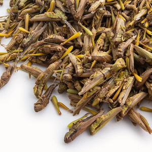 Cao protein khô châu chấu | cấp thực phẩm cho con người tiêu dùng - Product Image 4