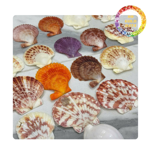 Conchas de vieira coloridas de Vietnam | Artículos lindos para hacer regalos y cosas decorativas | Varios colores naturales - Product Image 6