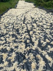 High Quality Non-GMO Gluten-Free Irish Sea <b>Moss</b> Cottini <b>Dried</b> Sargassum Gold Irish <b>Moss</b> High Quality Seaweed/ ANNA DO VILACONIC - Product Image 3